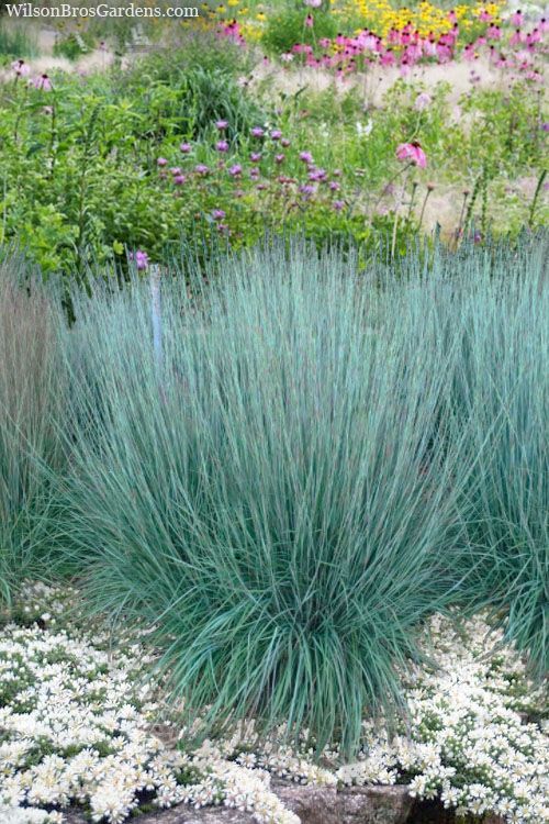 Prairie Blues Little Bluestem