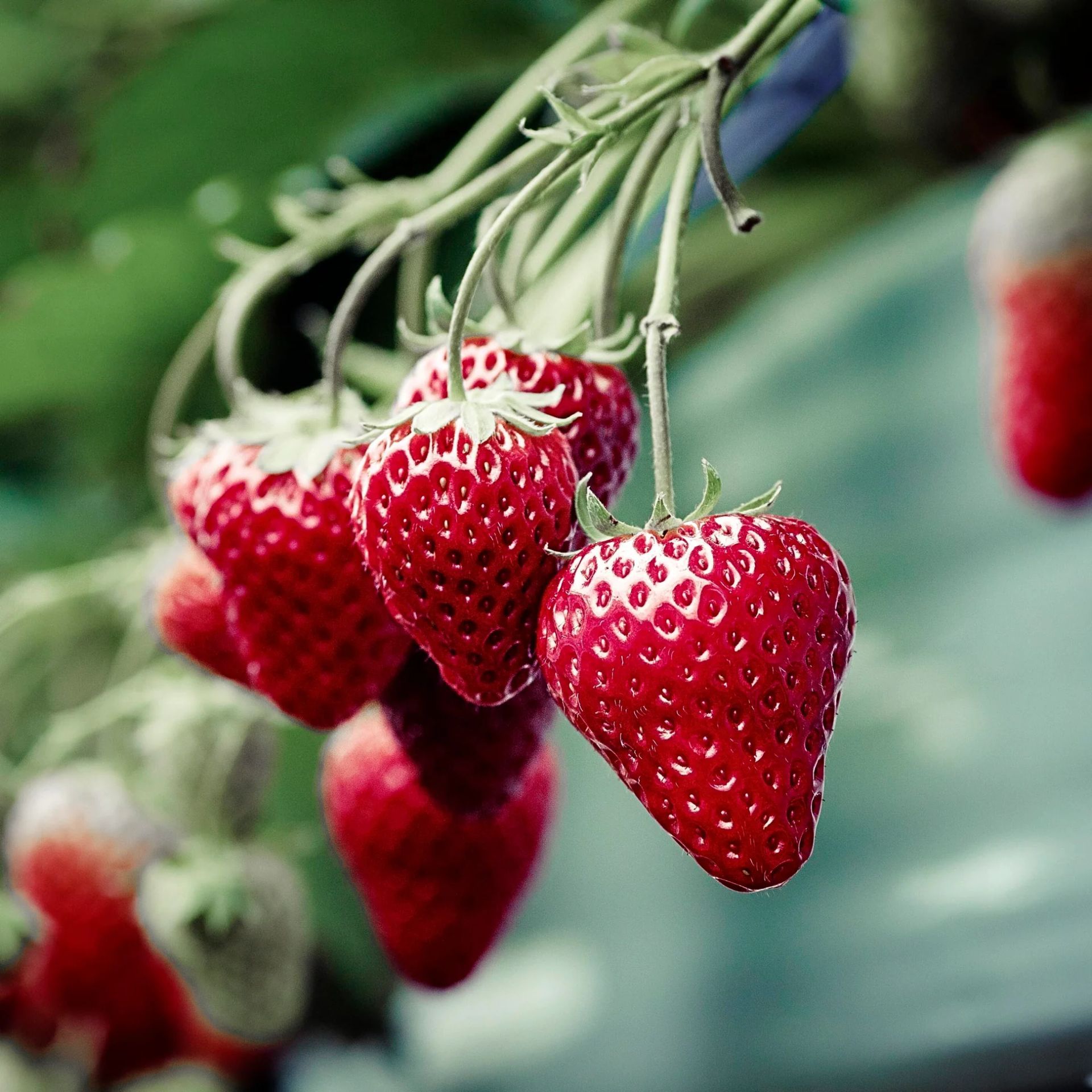 Seascape Strawberry