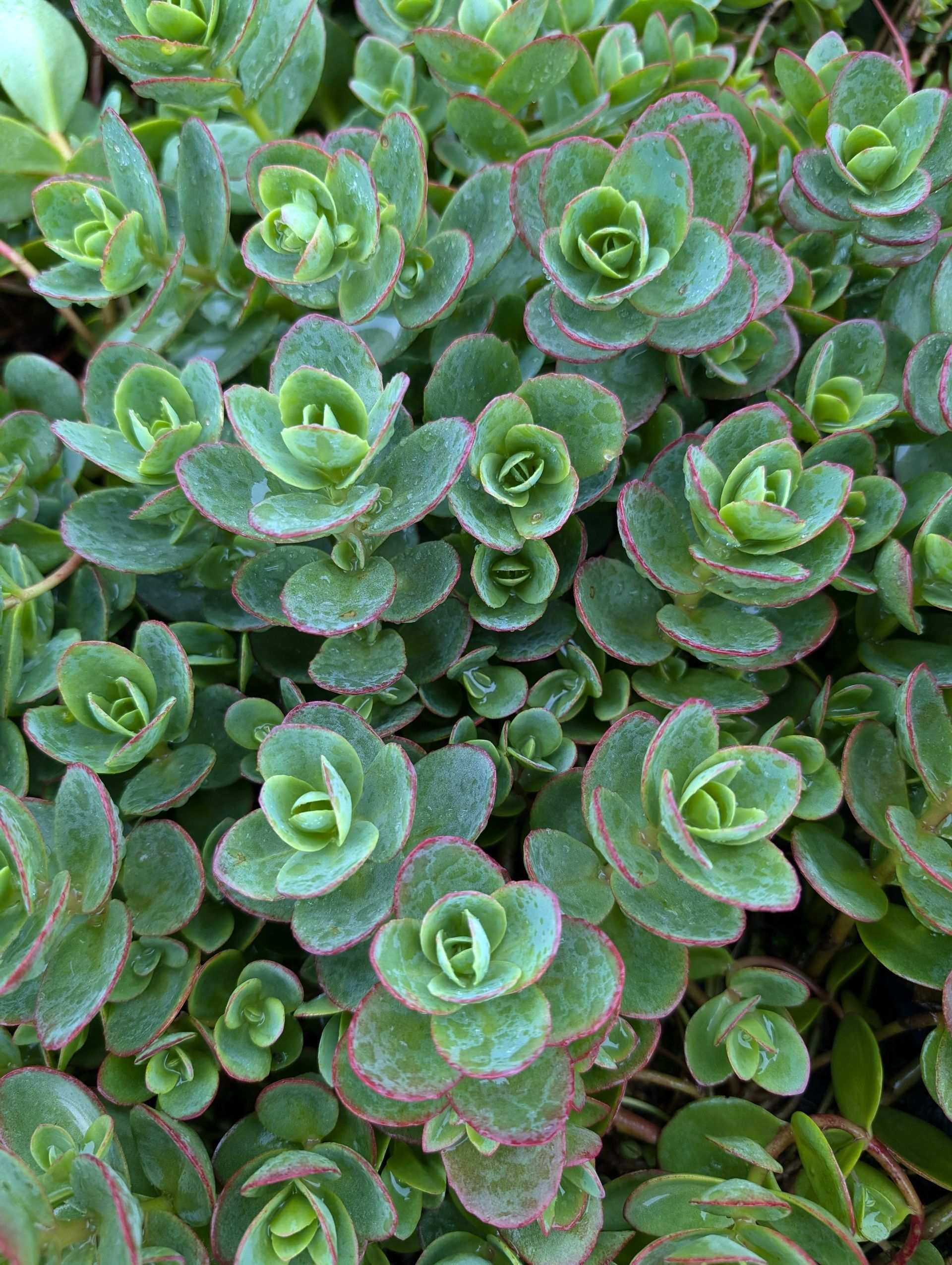 SunSparkler® Lime Zinger Stonecrop