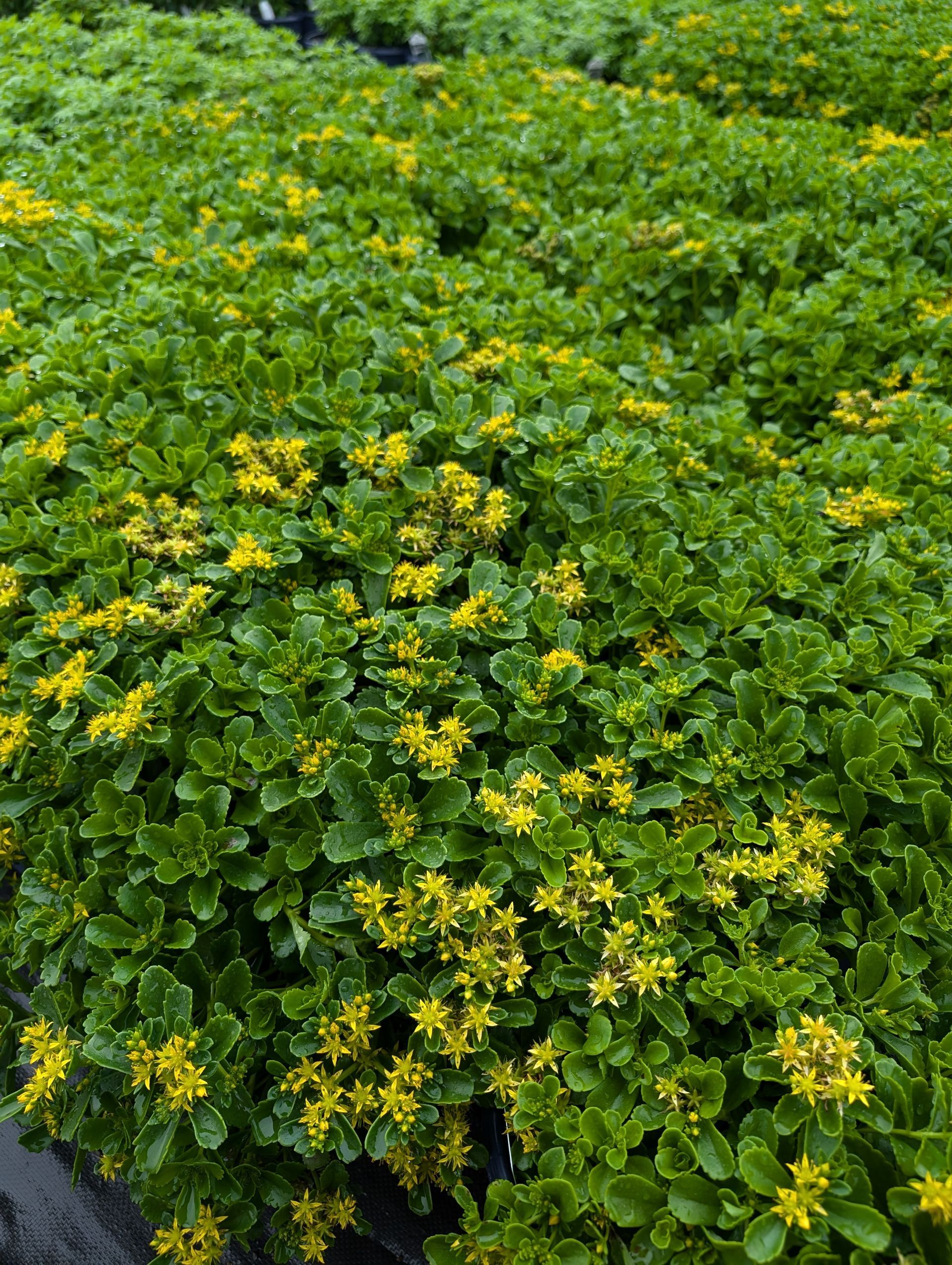 Russian Stonecrop