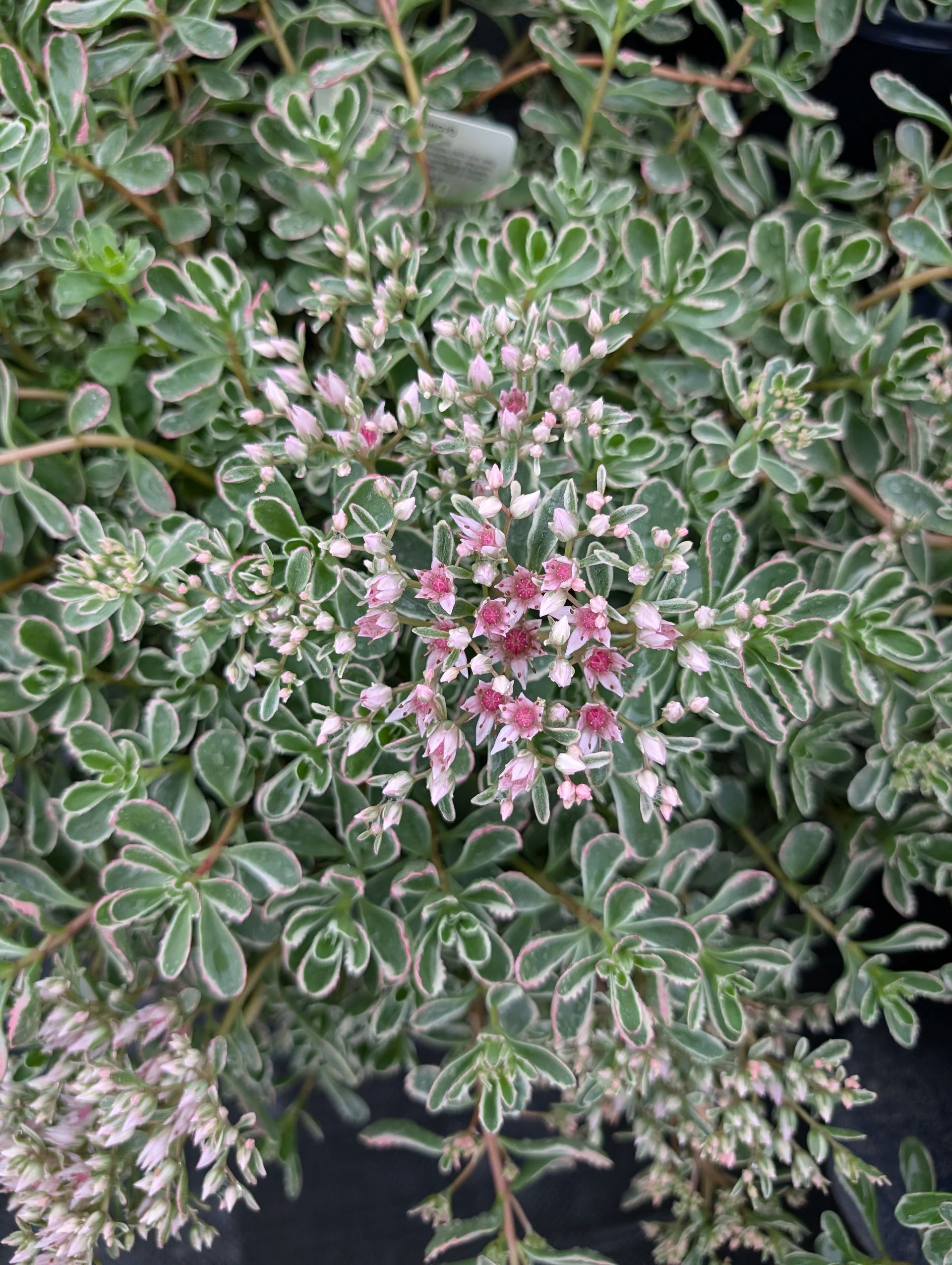 Tri-color Stonecrop