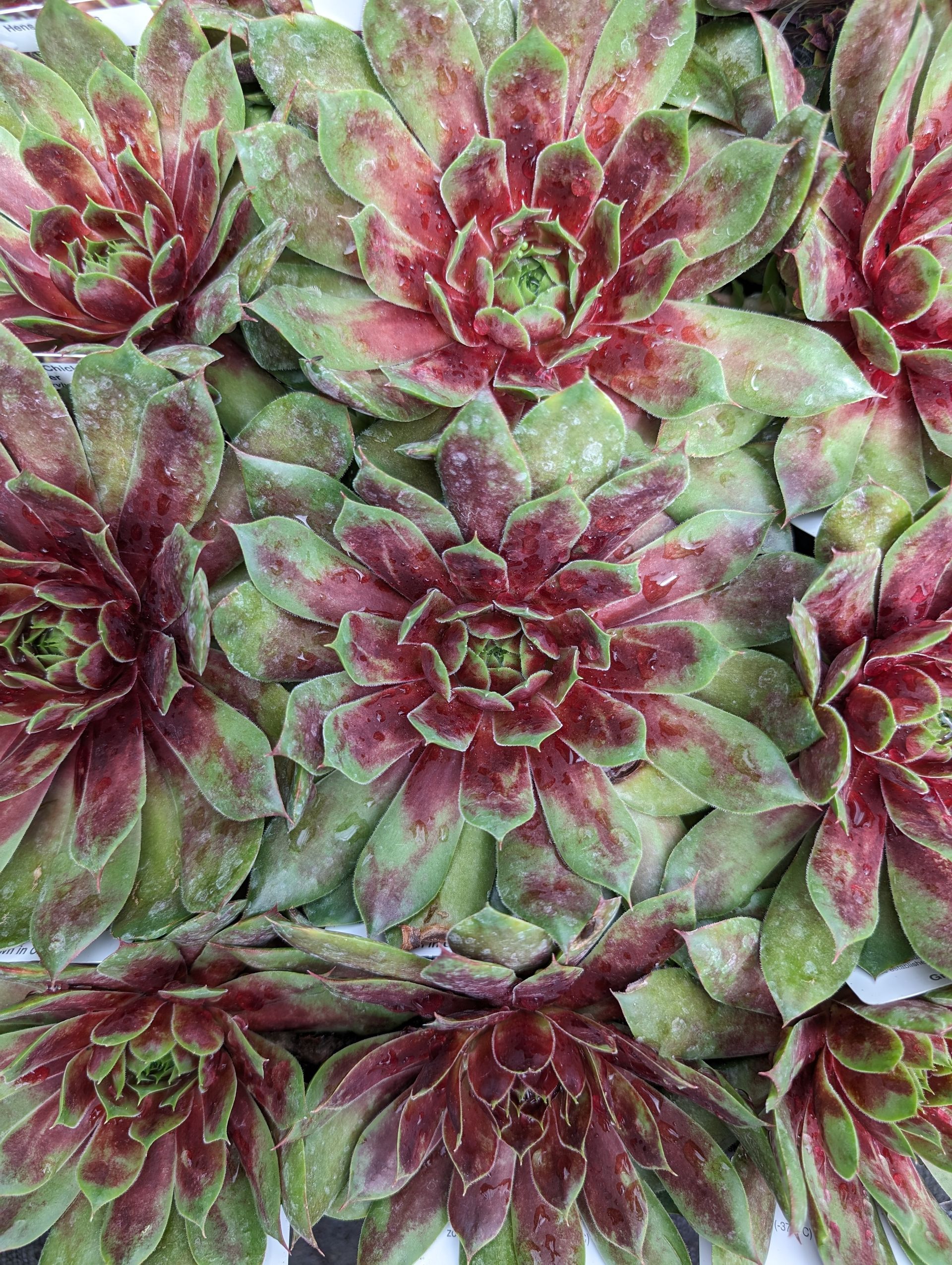 Killer Hen & Chicks