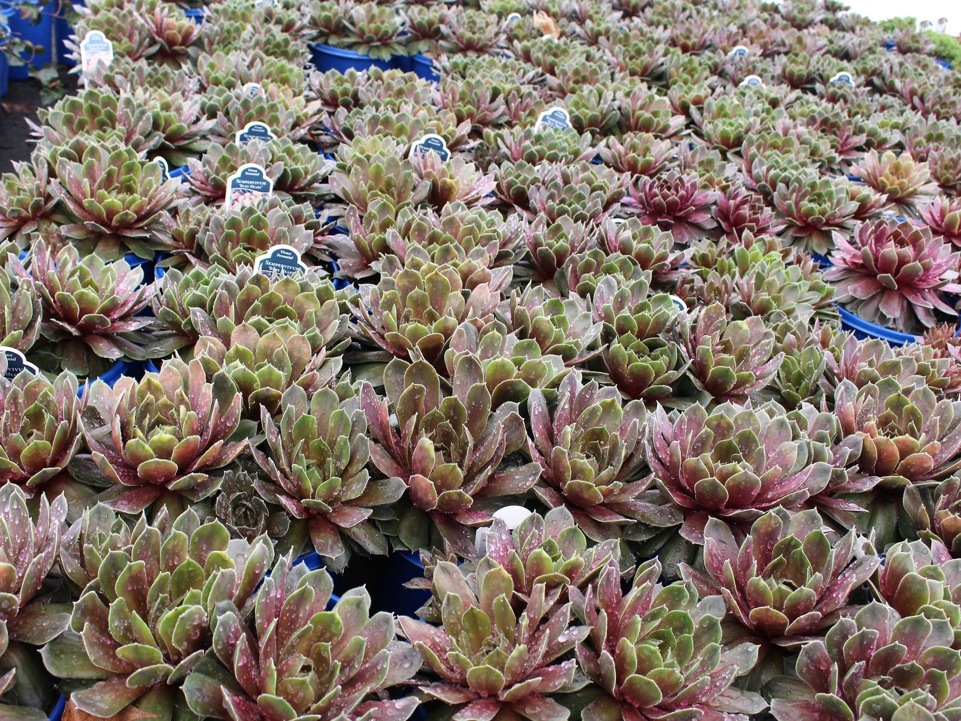 Ruby Heart Hen & Chicks