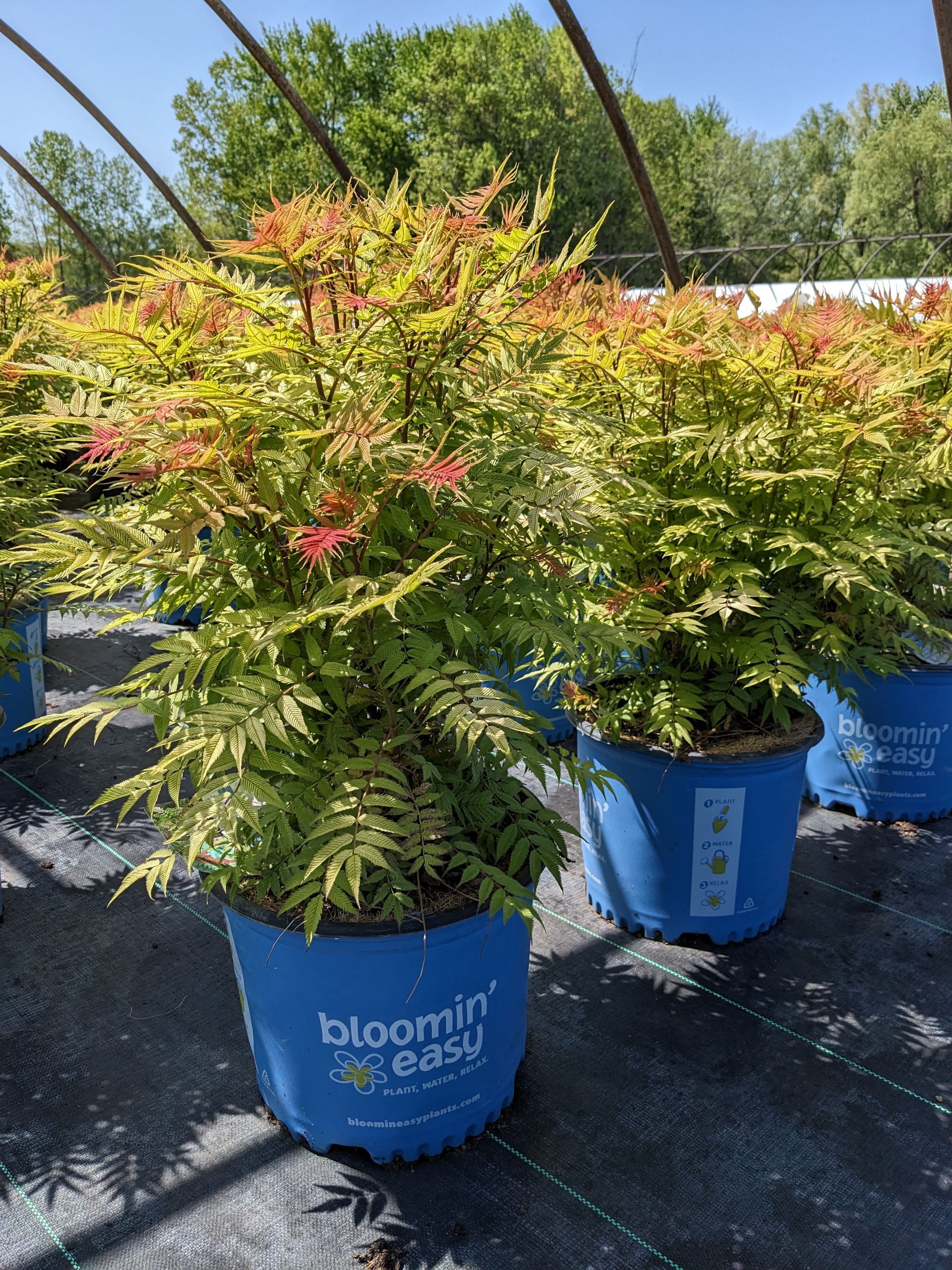 Cherry on Top™ False Spirea