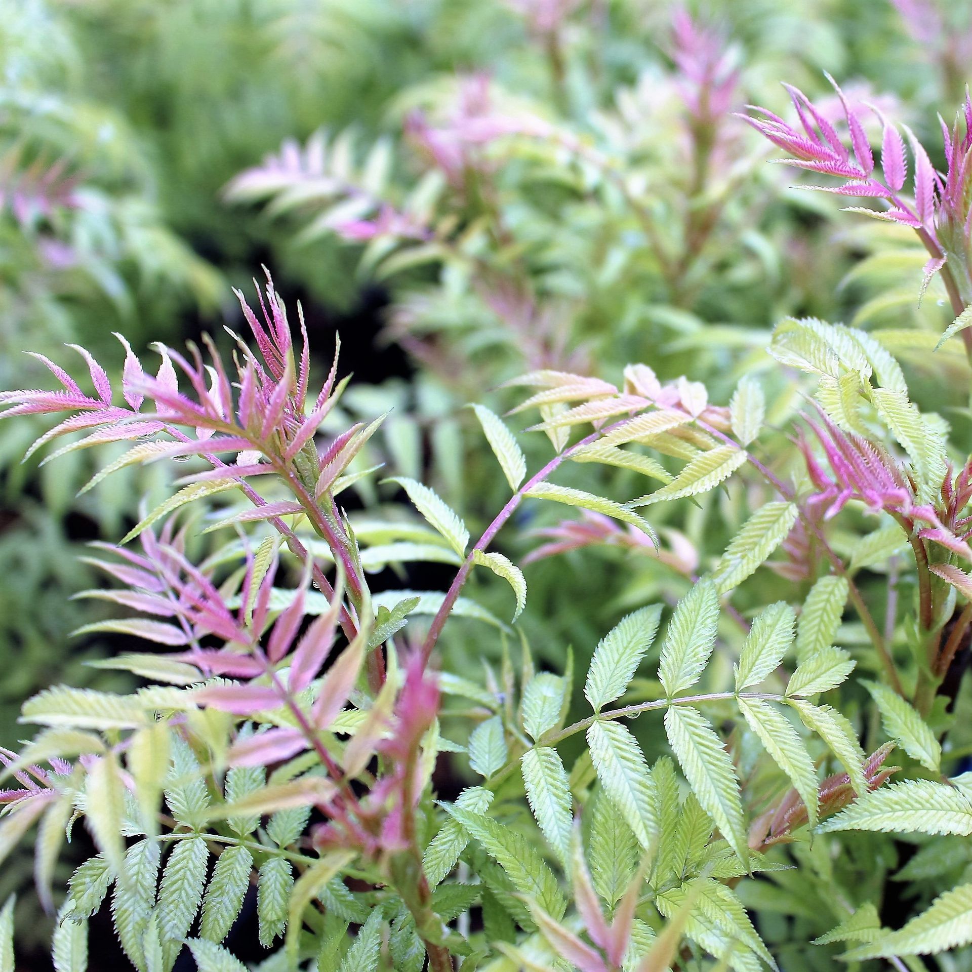 Sem False Spirea