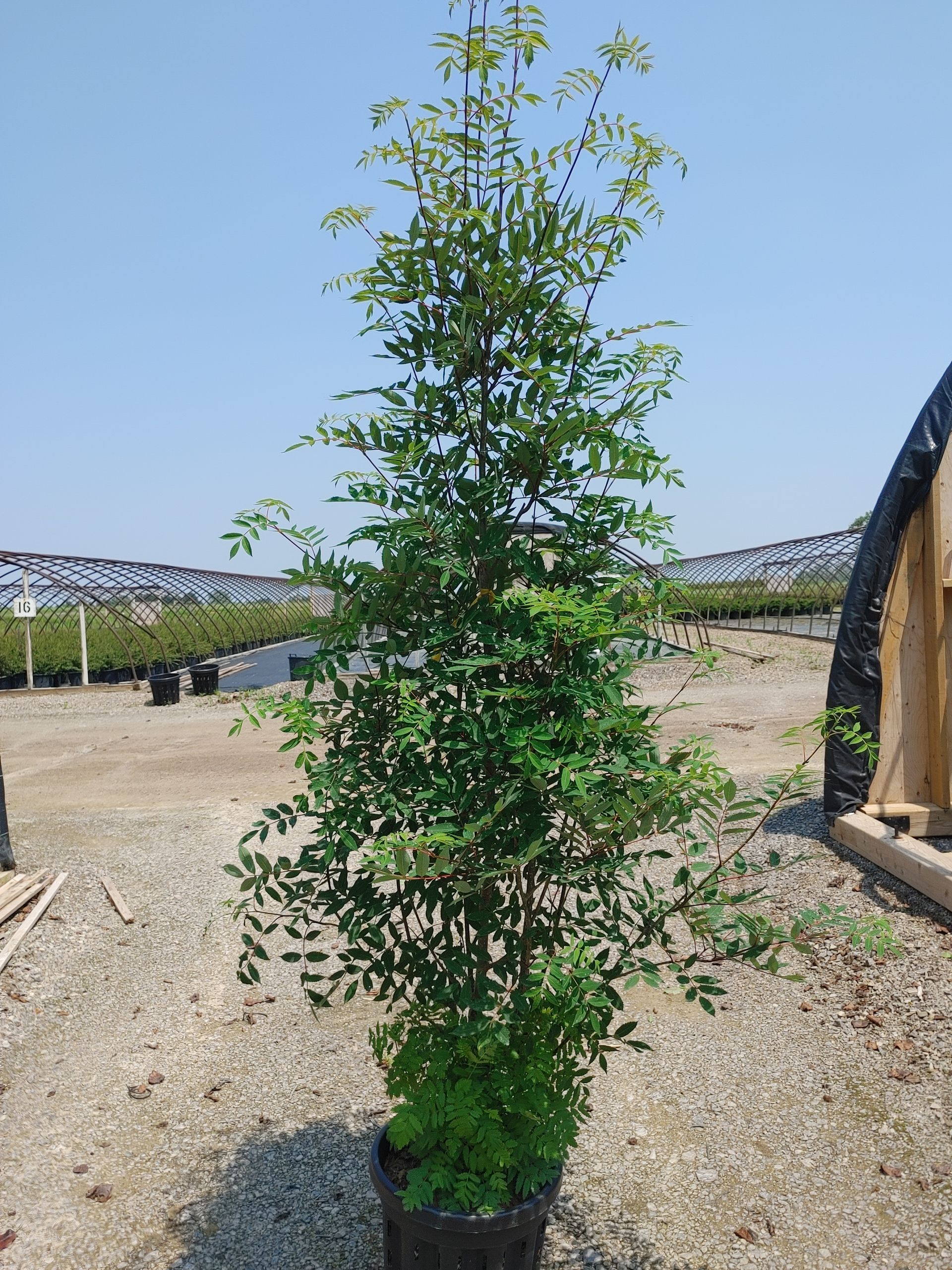 Sitka Mountain Ash