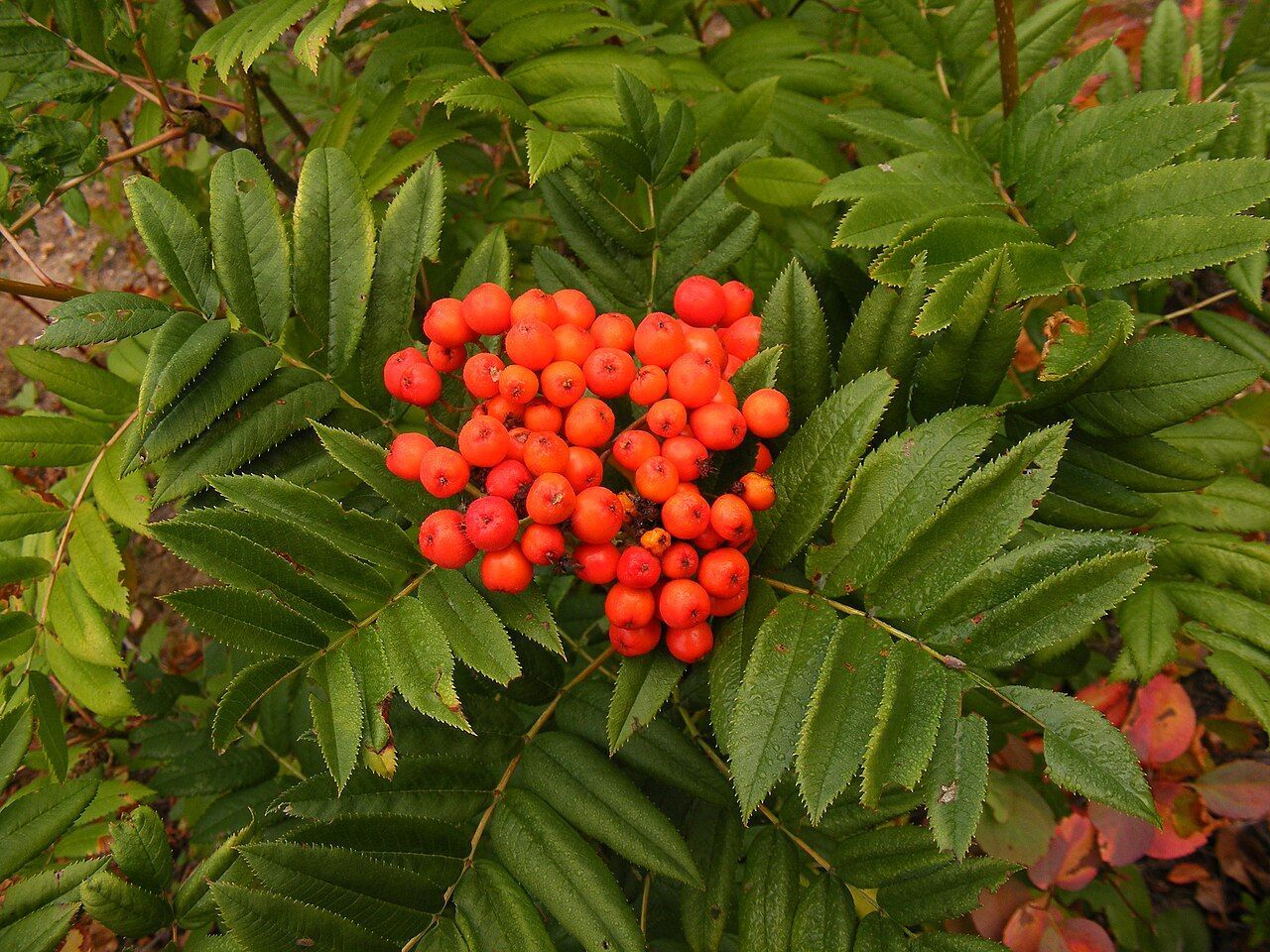 Sitka Mountain Ash