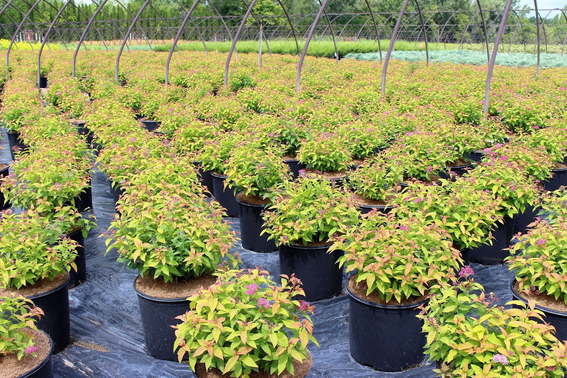 Magic Carpet Spirea