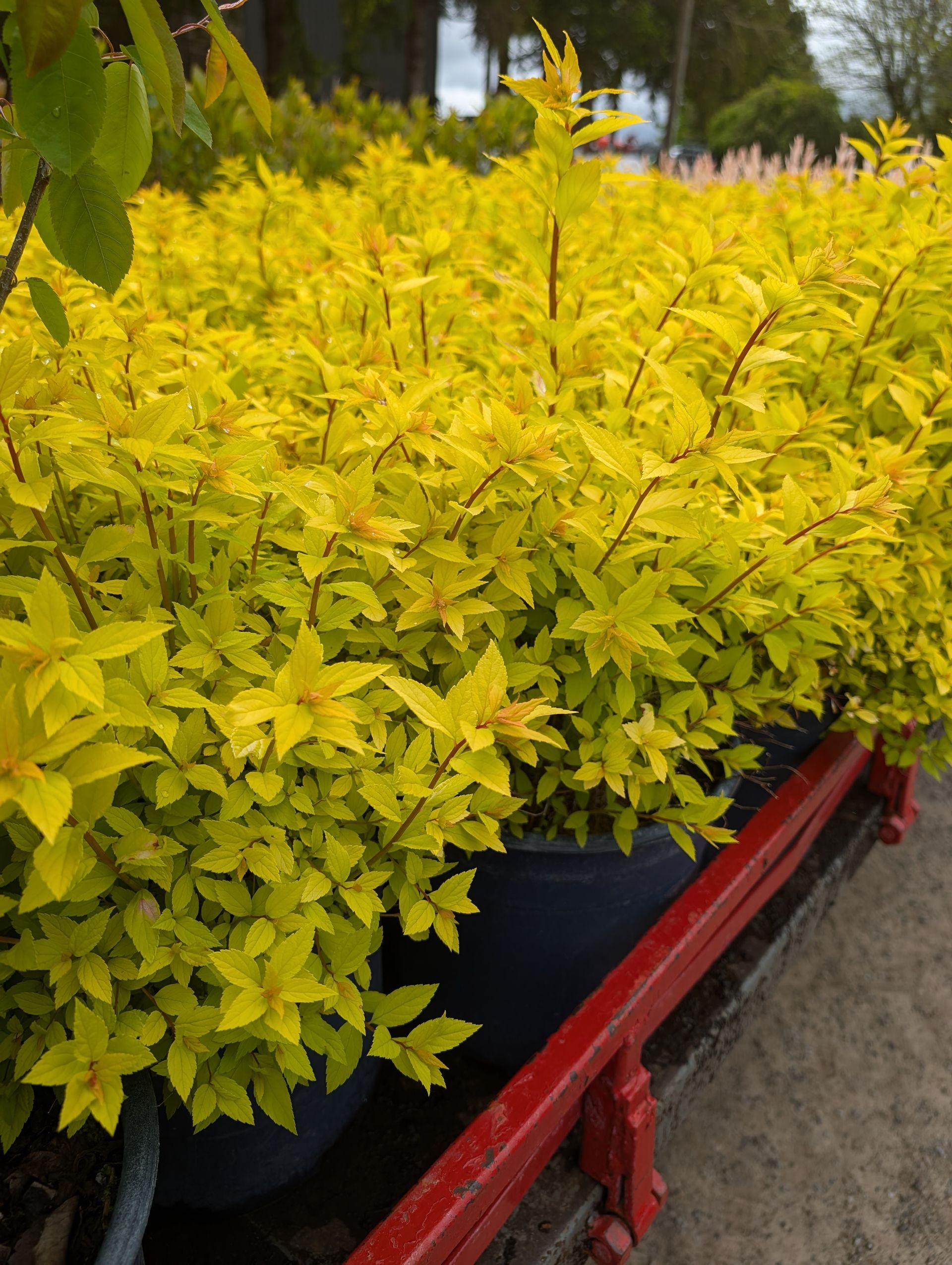 Goldmound Spirea