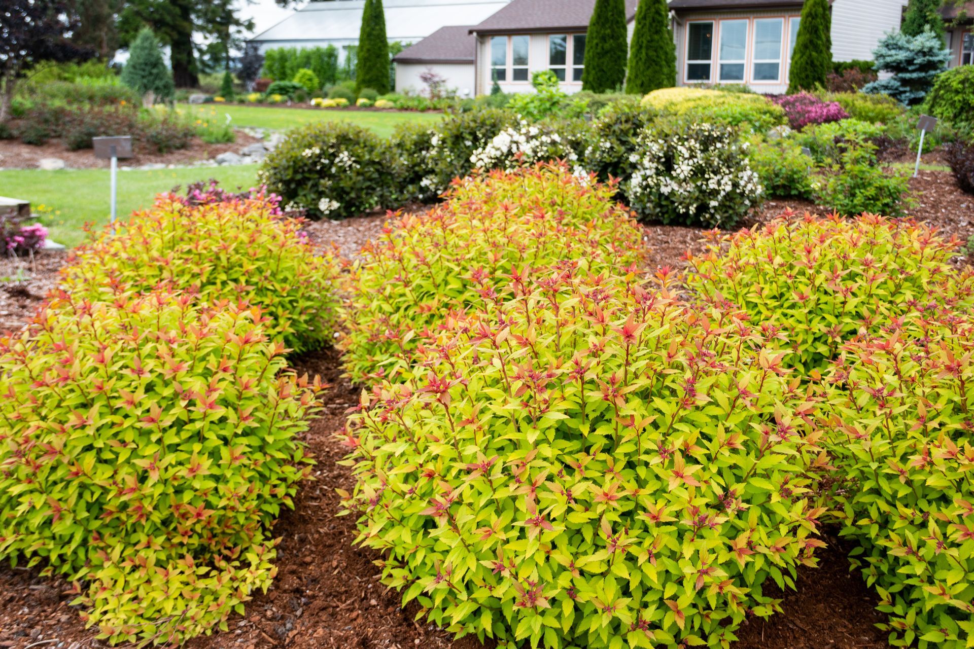 Rainbow Fizz™ Spirea