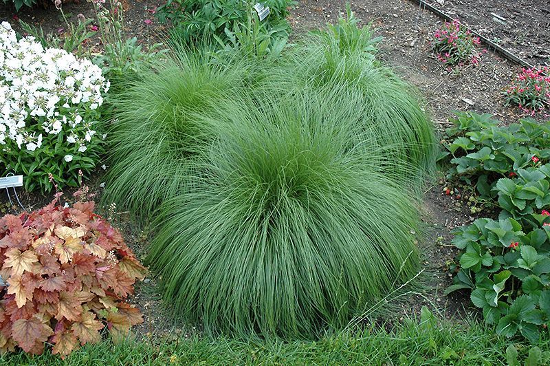 Prairie Dropseed Grass