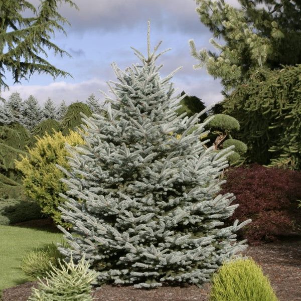 Fat Albert Spruce