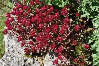Voodoo Stonecrop