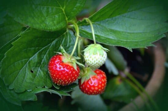 Kent Strawberry