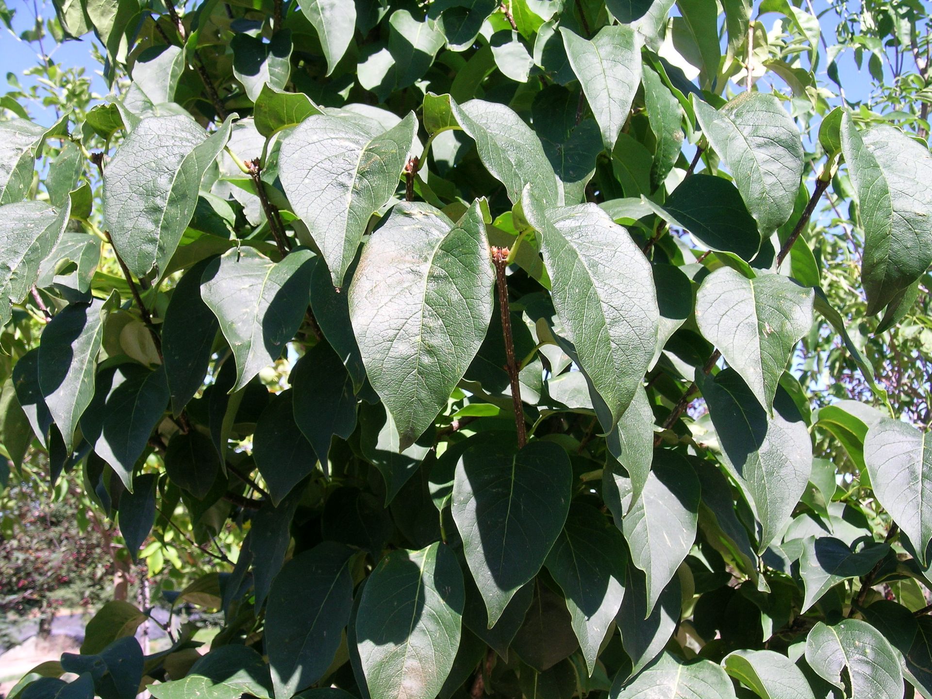 Ivory Silk® Lilac
