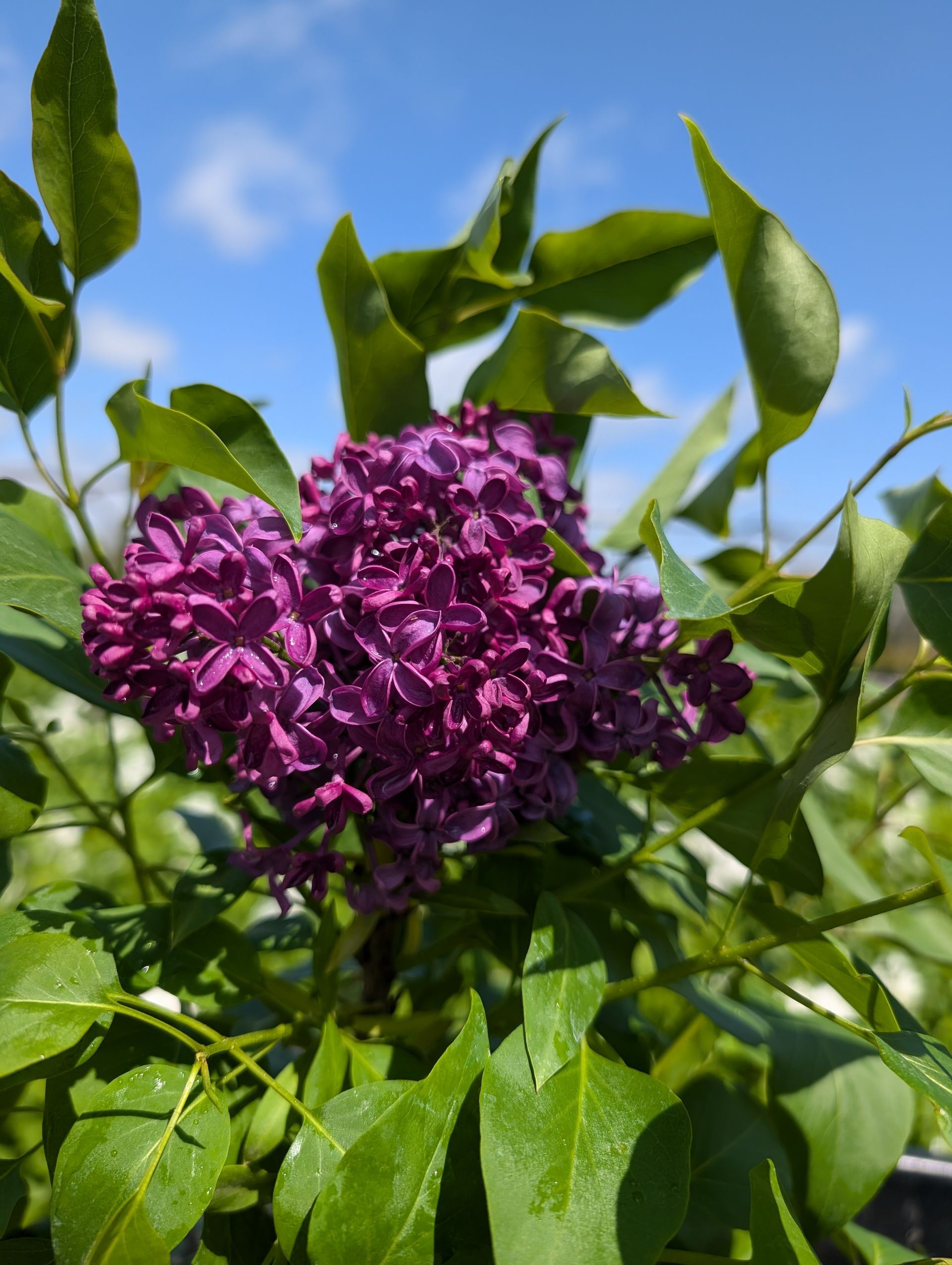 Monge Lilac