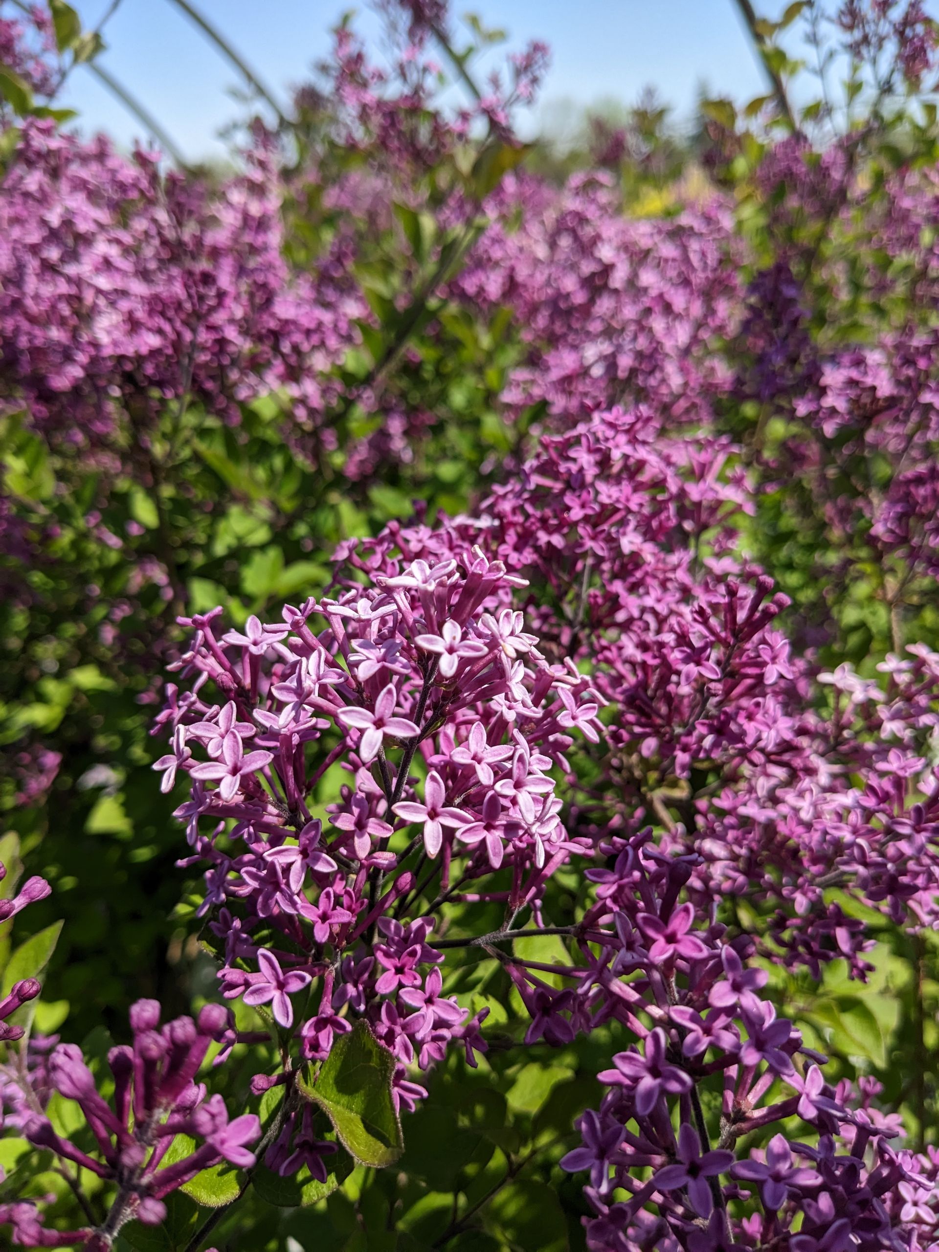 Bloomerang® Dark Purple Lilac