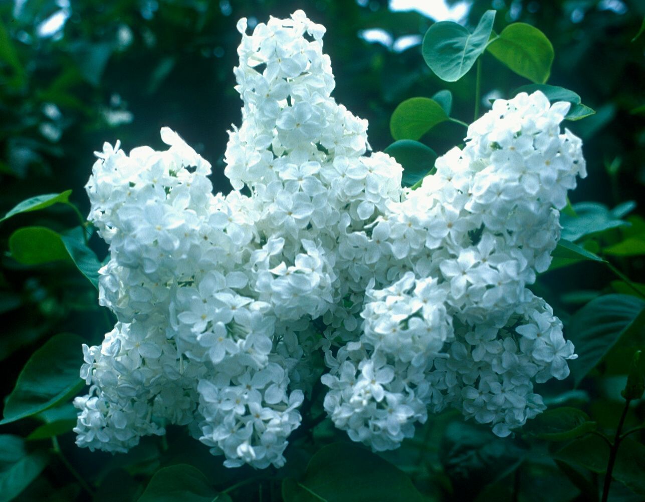 Mount Baker Lilac