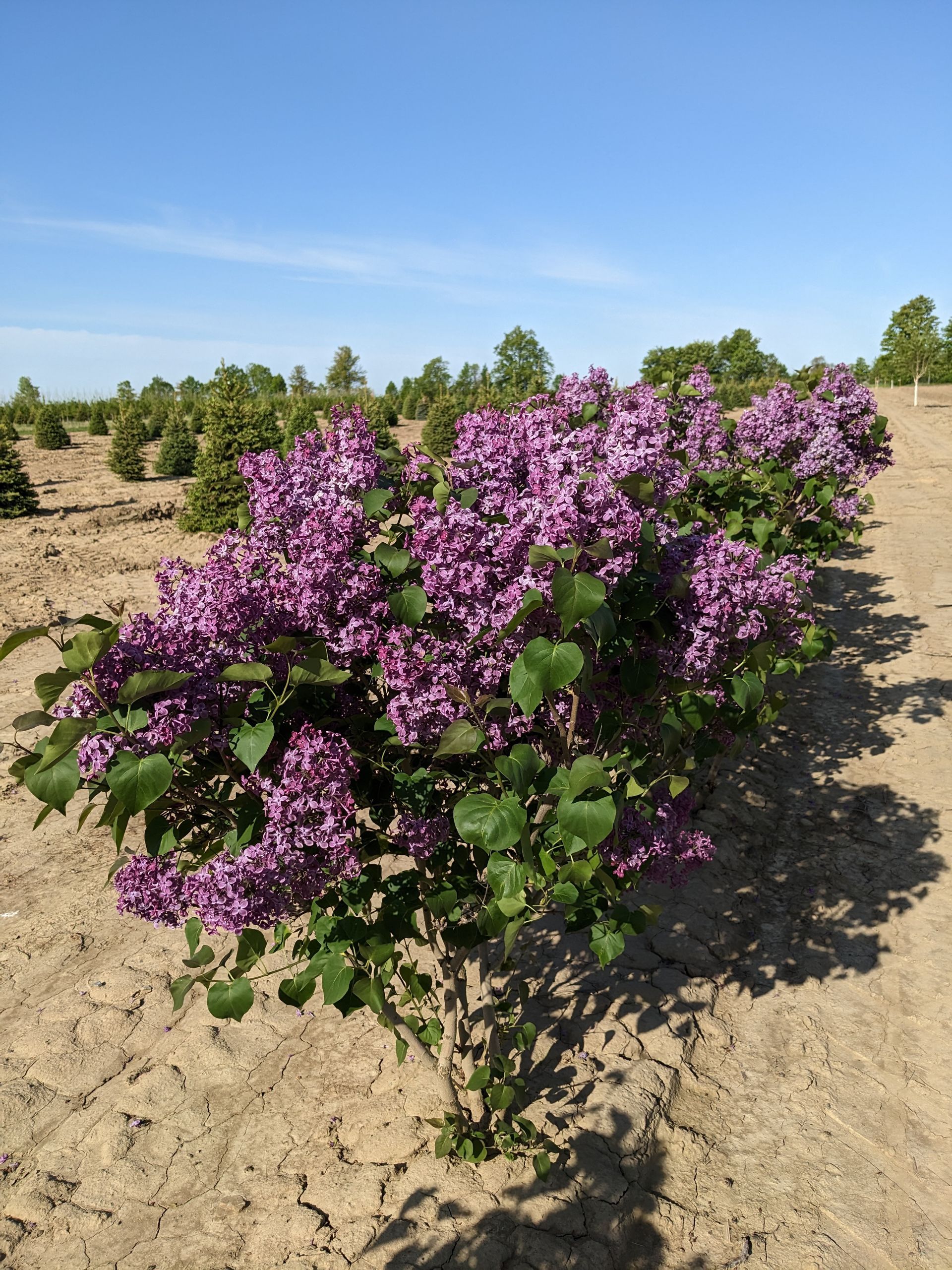 Pocahontas Lilac