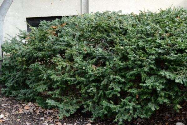 Ward's Yew