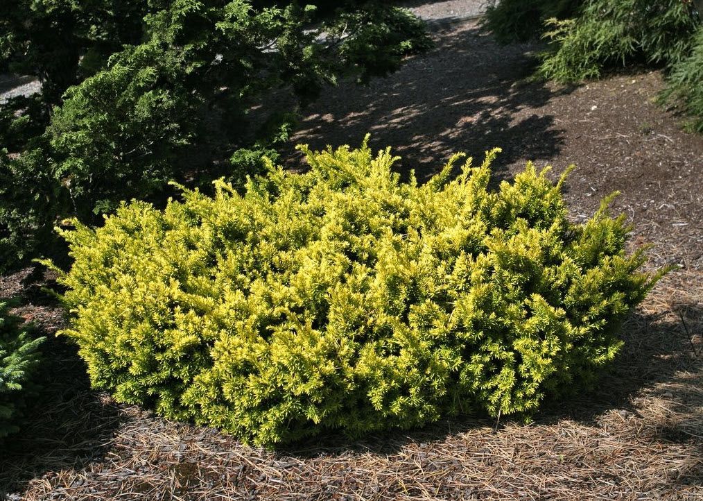 Dwarf Japanese Yellow Yew