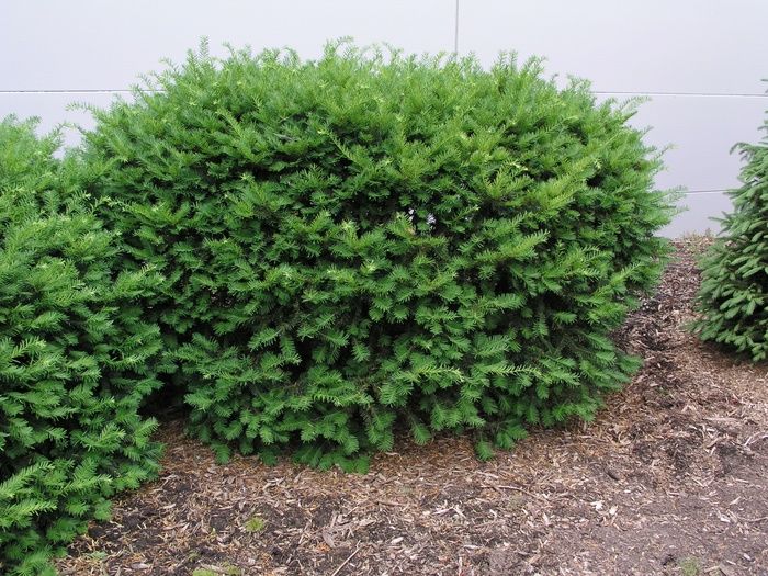 Dense Yew