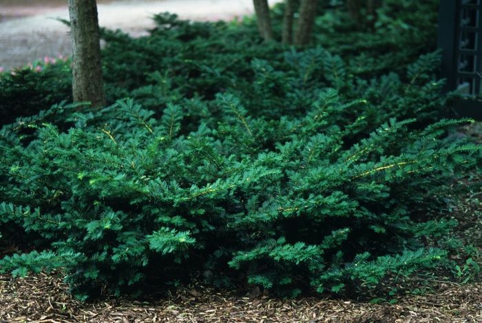 Everlow Yew