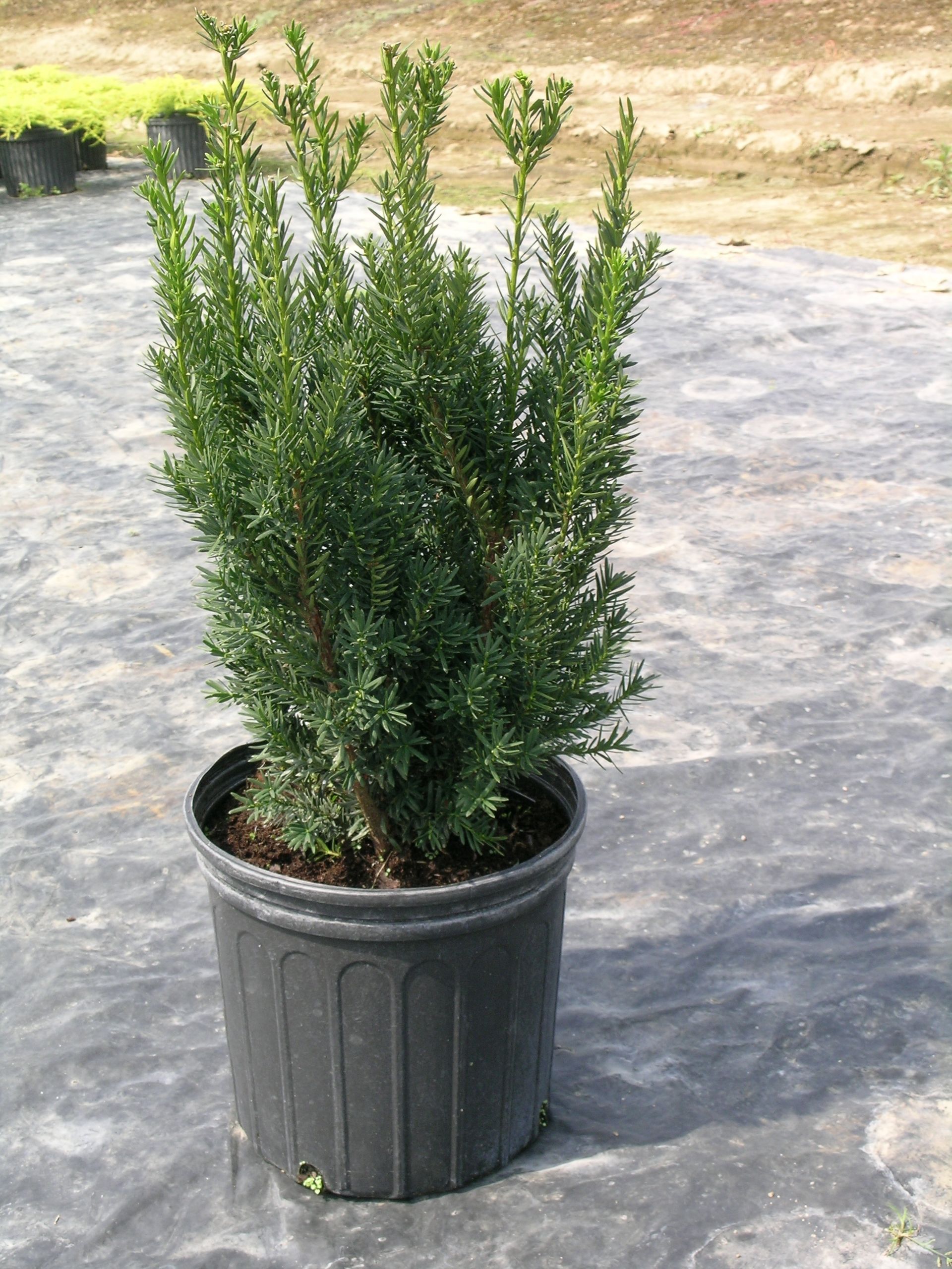 Hill's Yew