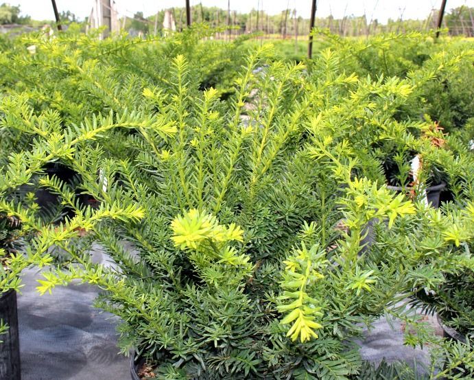 Ward's Yew