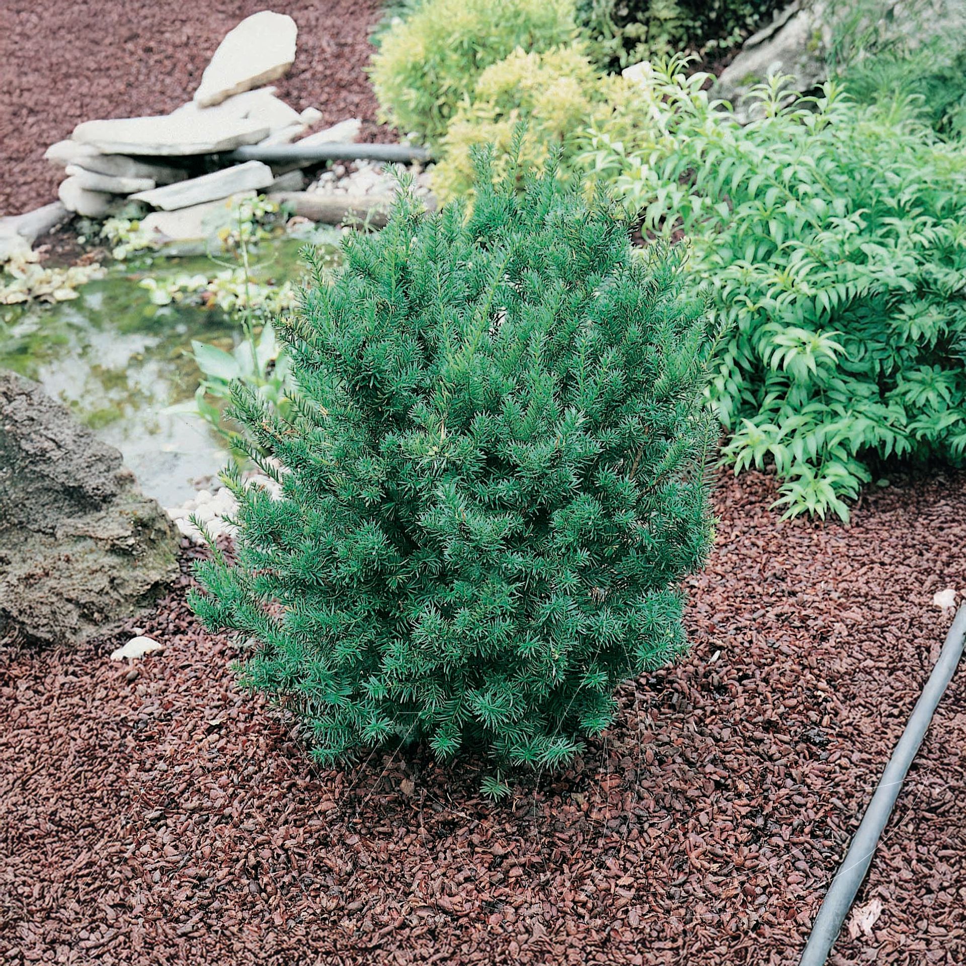 Fairview Yew