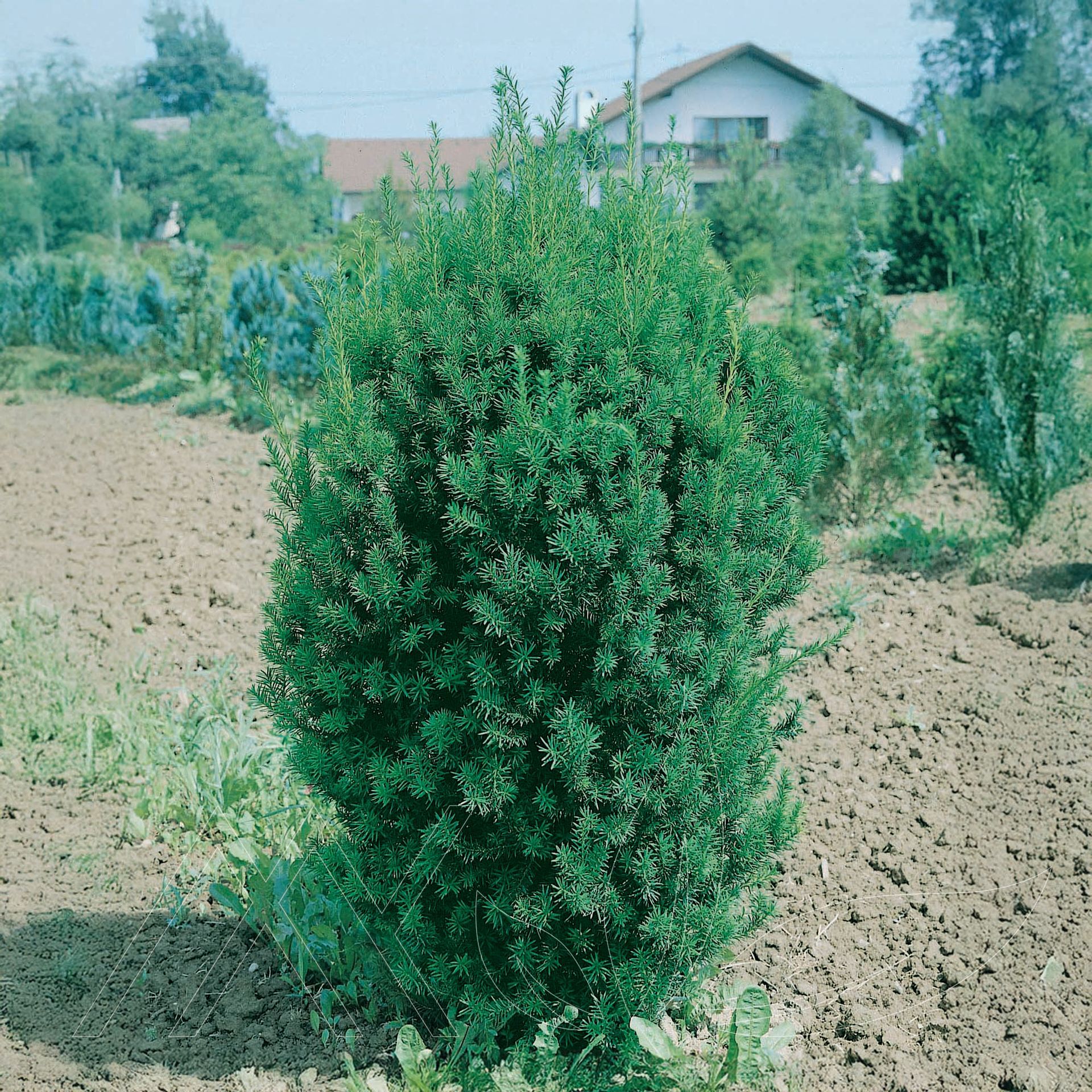 Hill's Yew