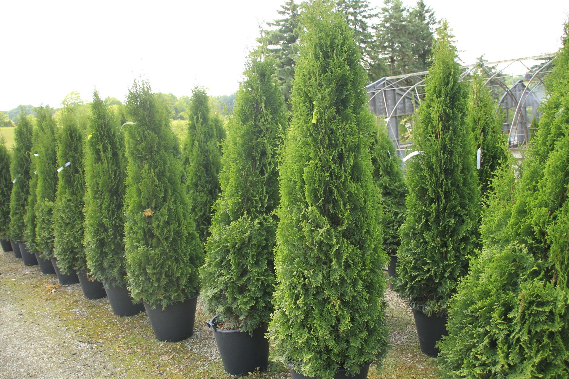 Unicorn Cedar