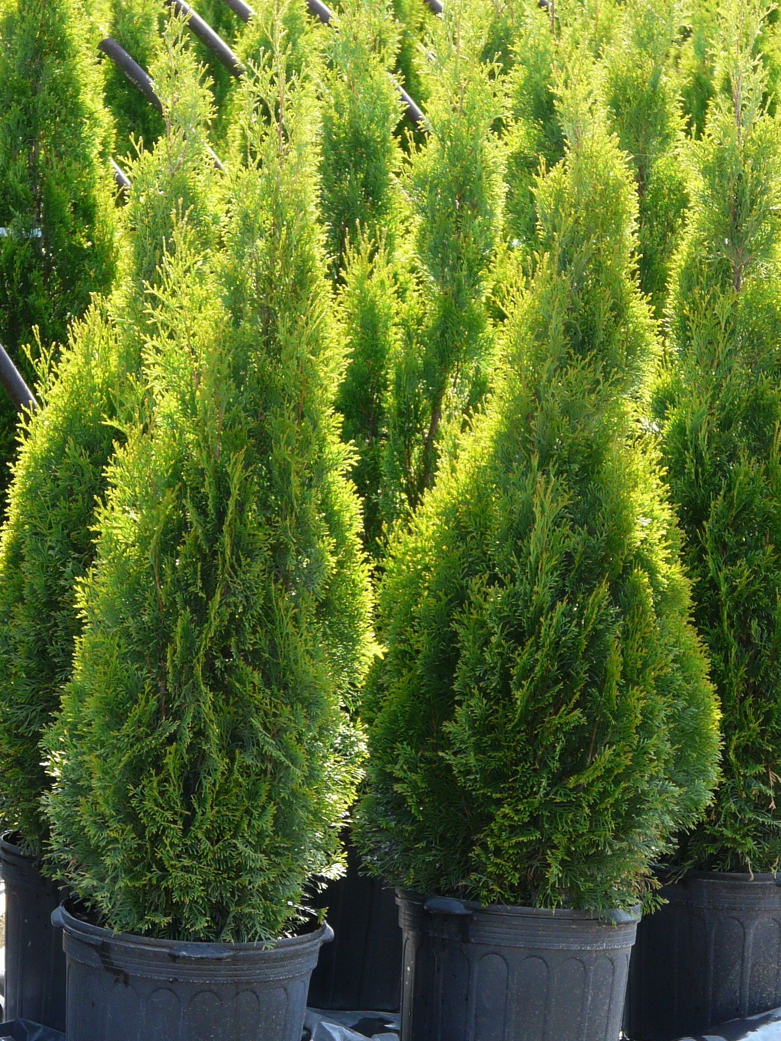 Emerald Cedar