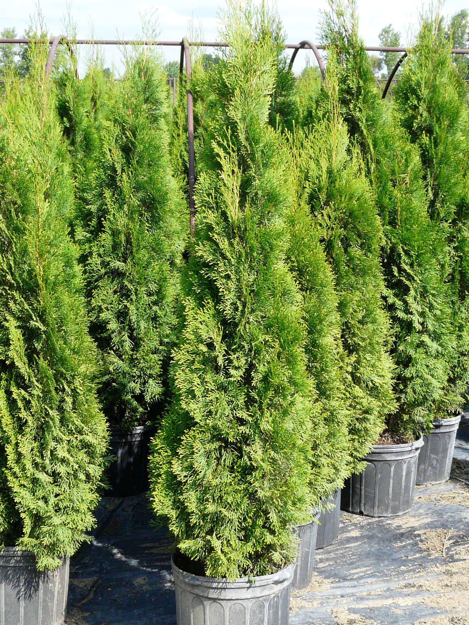 Pyramid Cedar