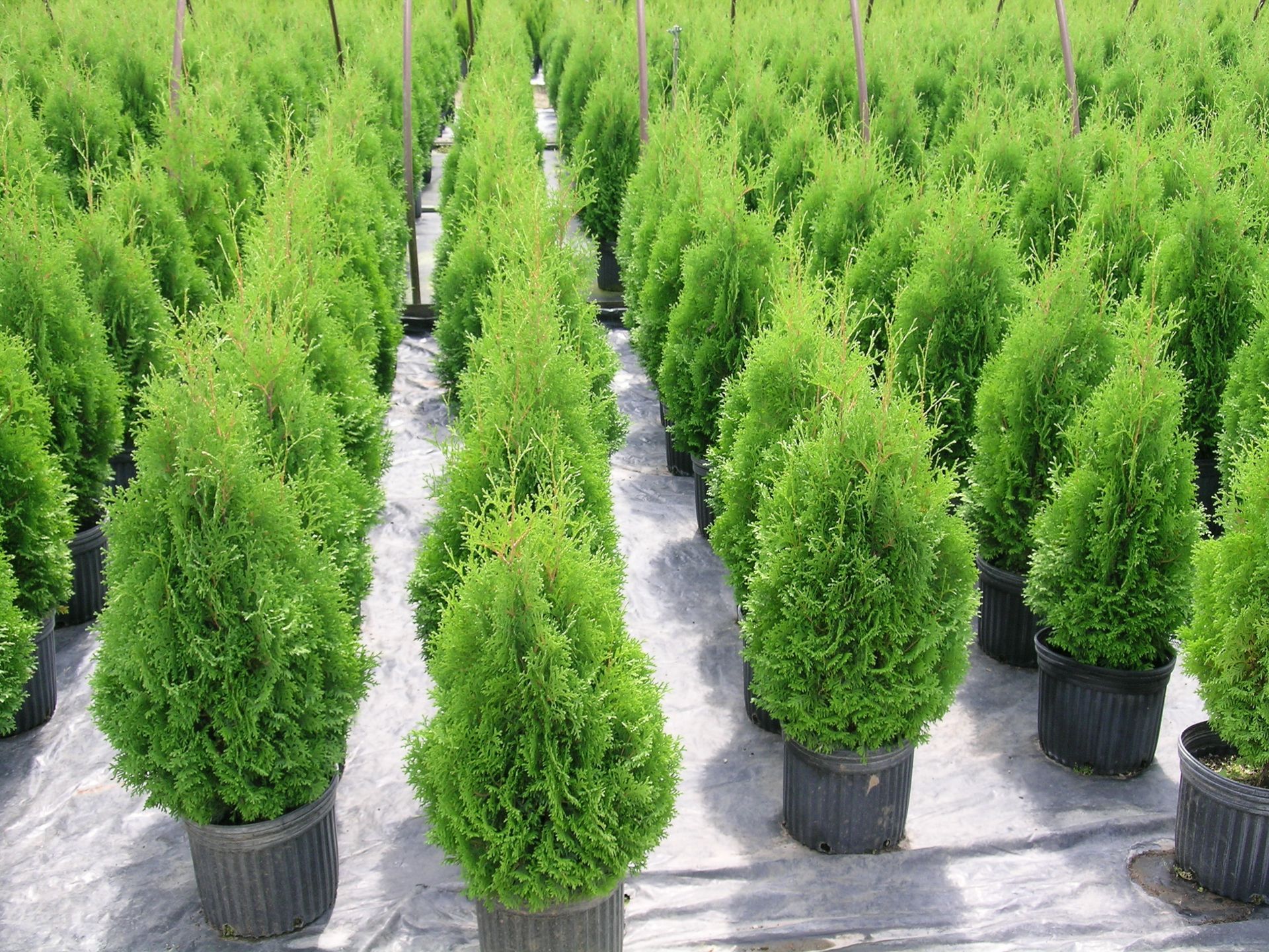 Holmstrup Cedar