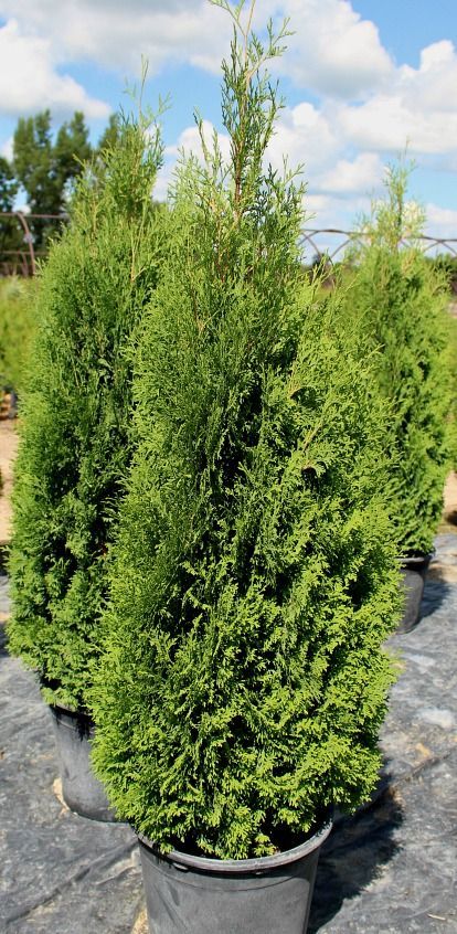 Holmstrup Cedar