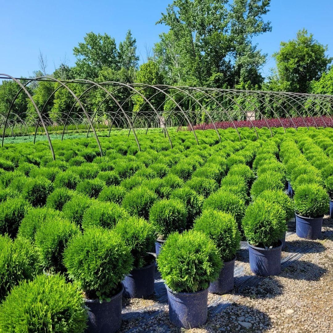 Little Giant Cedar
