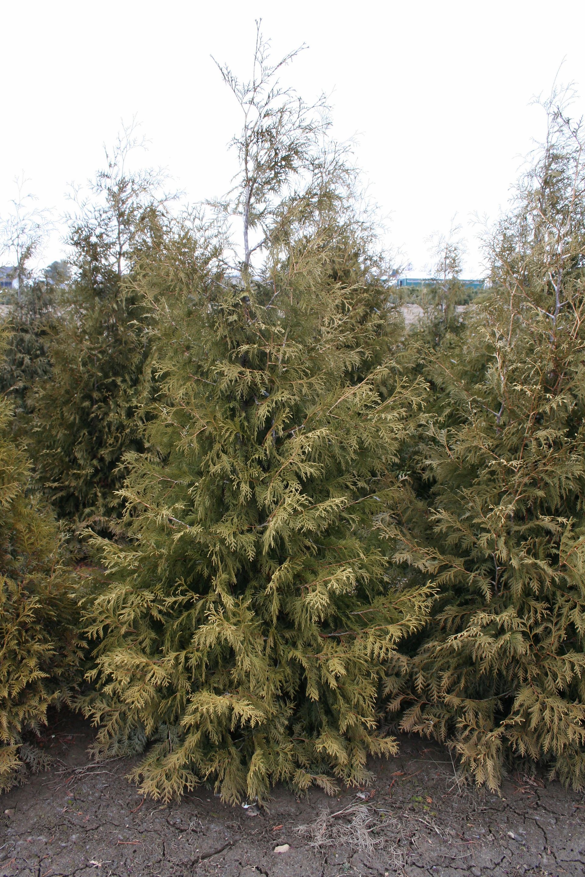 White Cedar/Eastern Arborvitae