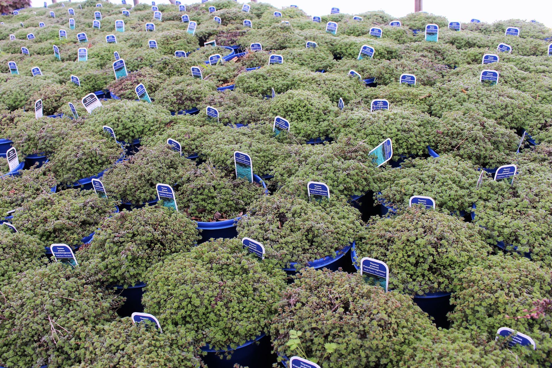 Woolly Thyme