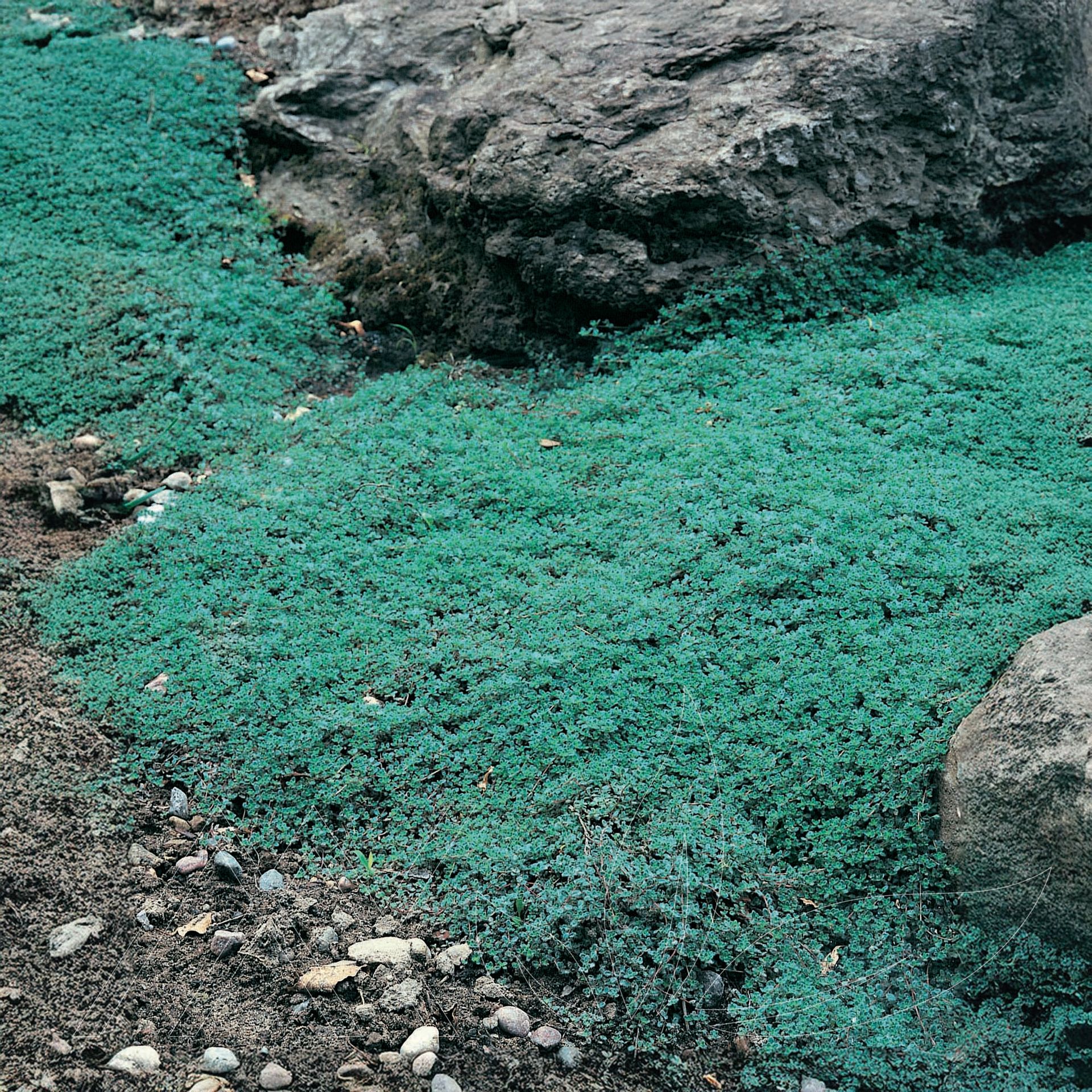 Woolly Thyme