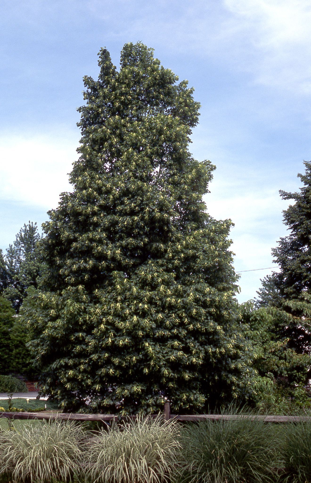 Corinthian® Linden