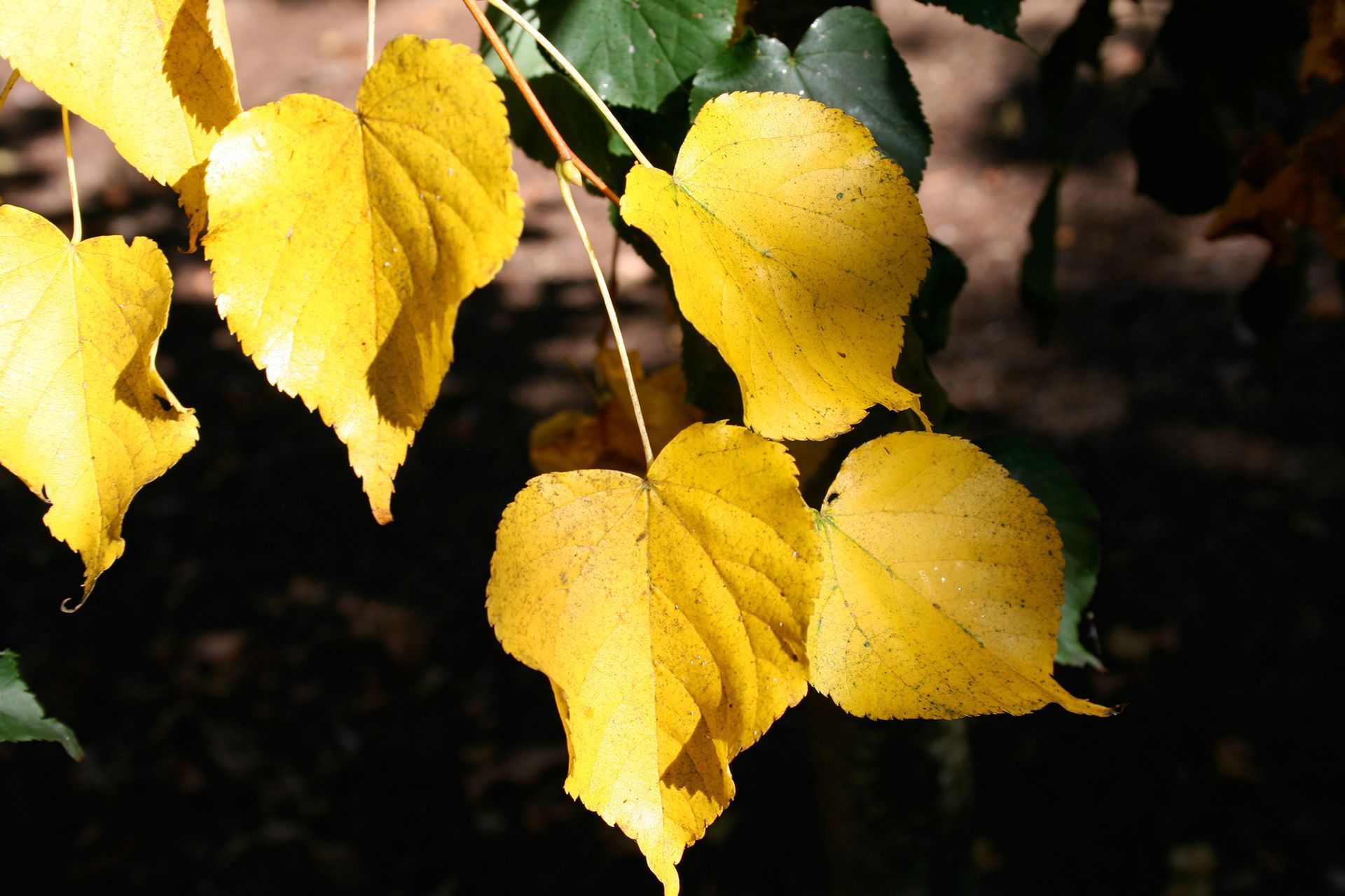 Corinthian® Linden