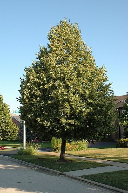 Glenleven Linden
