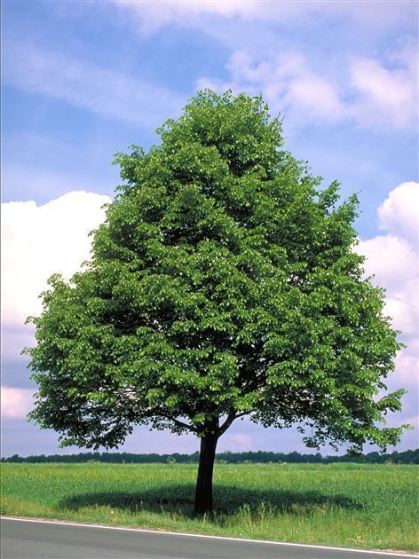 Littleleaf Linden