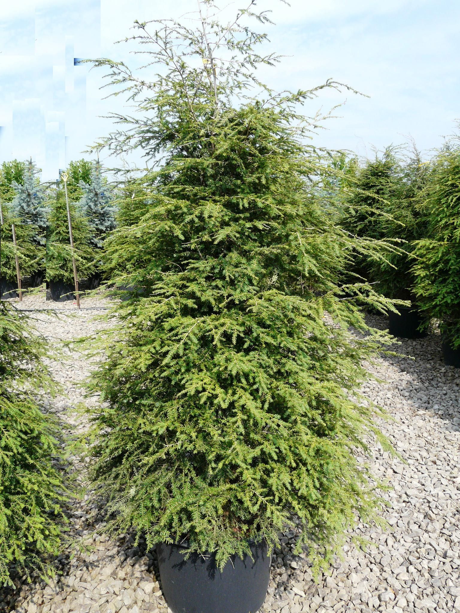 Canadian Hemlock
