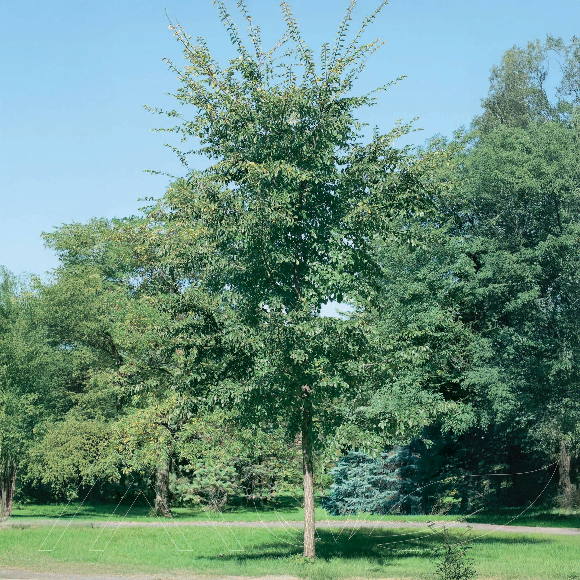 Accolade™ Elm