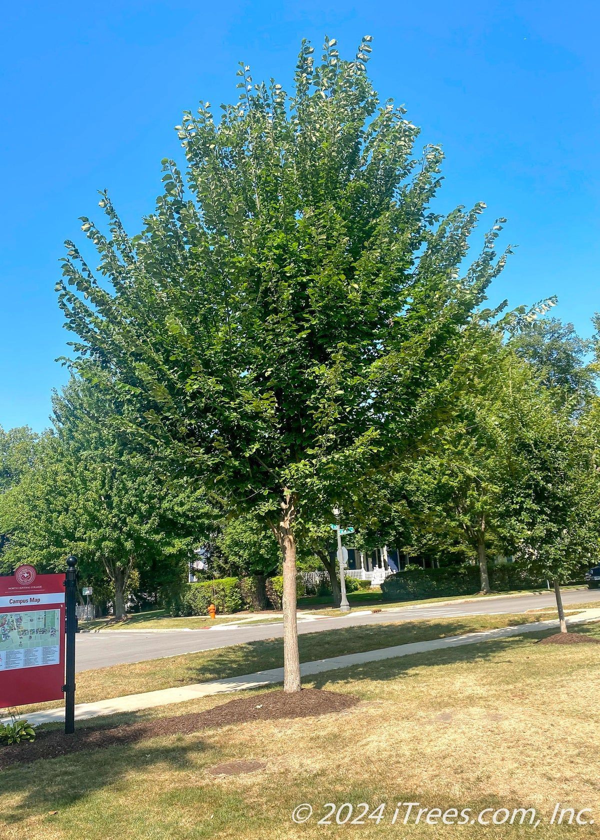 Princeton Elm