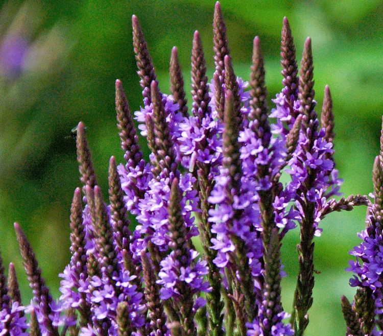 Blue Vervain