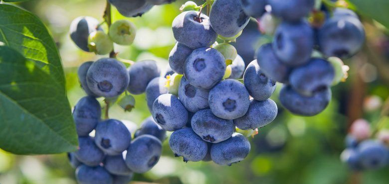 Chippewa Blueberry