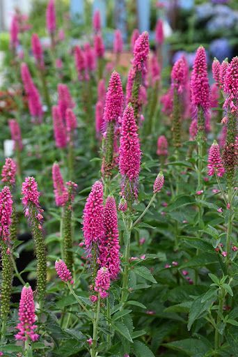 First Love Speedwell